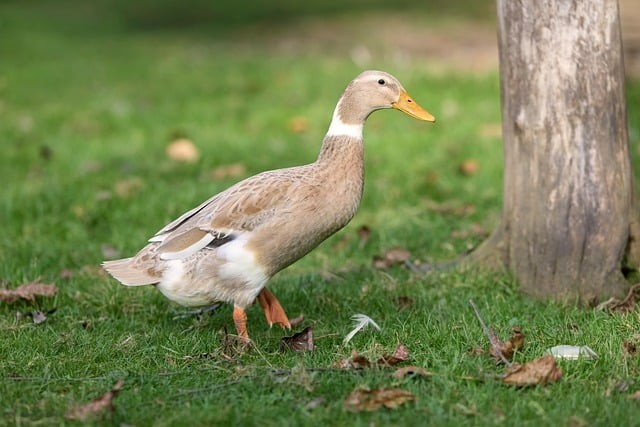 成都名扬单招培训机构怎么样 成都名扬单招培训机构怎么样