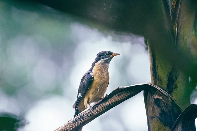 成都双流县单招培训机构推荐