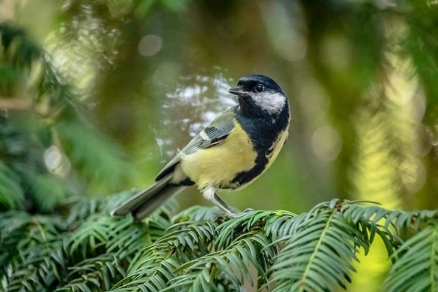 成都单招培训赵老师电话，成都正规单招培训