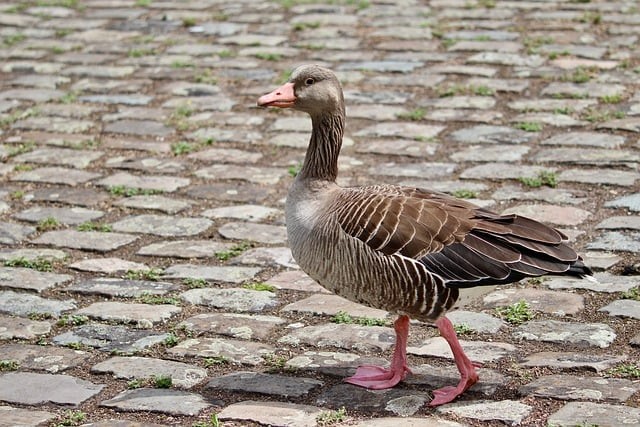 单招复读学校推荐成都