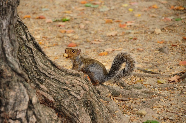 单招培训机构成都有哪些