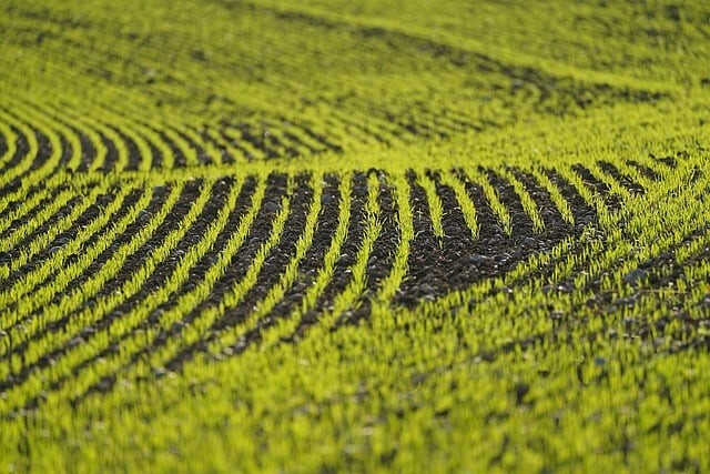 四川成都单招怎么报名