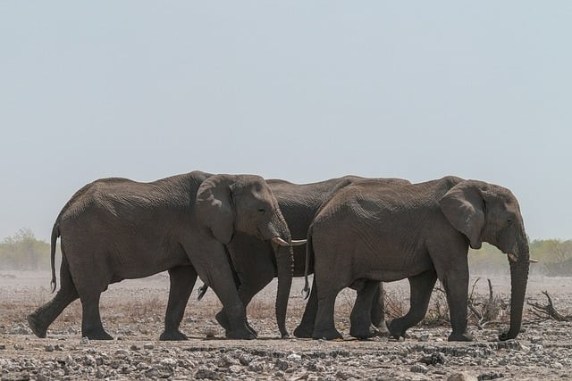单招培训成都学校 单招培训成都学校