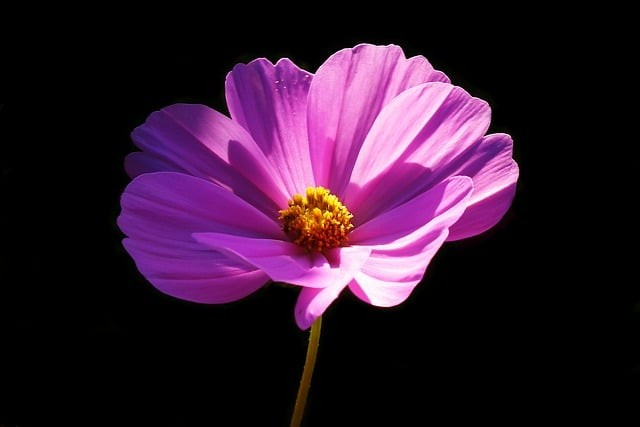 单招成都可以报哪些专业