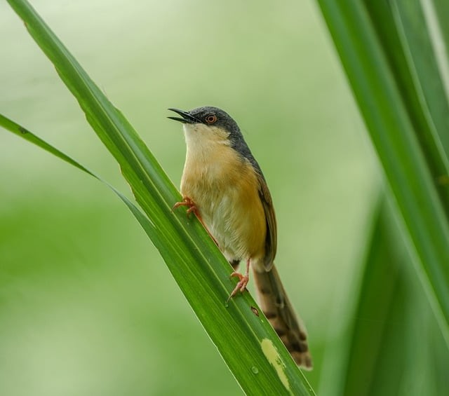 四川成都单招报名网站