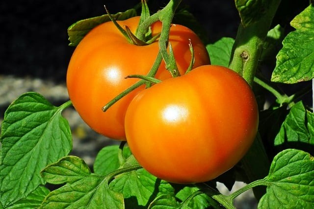 单招机构成都有哪些