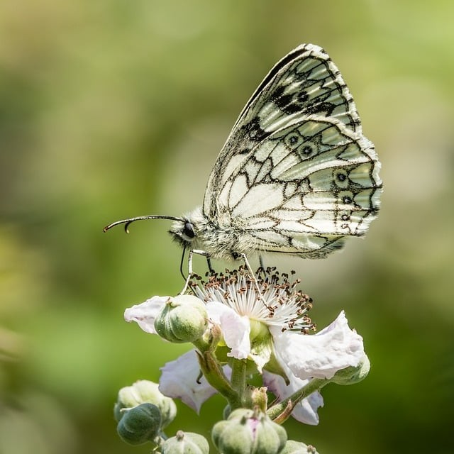 成都双流县单招培训靠谱吗
