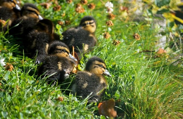 成都单招语数外培训班