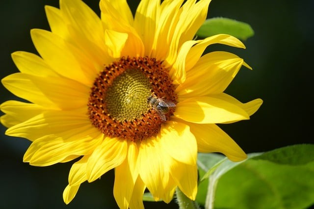 成都单招相关培训机构，成都单招相关培训机构有哪些