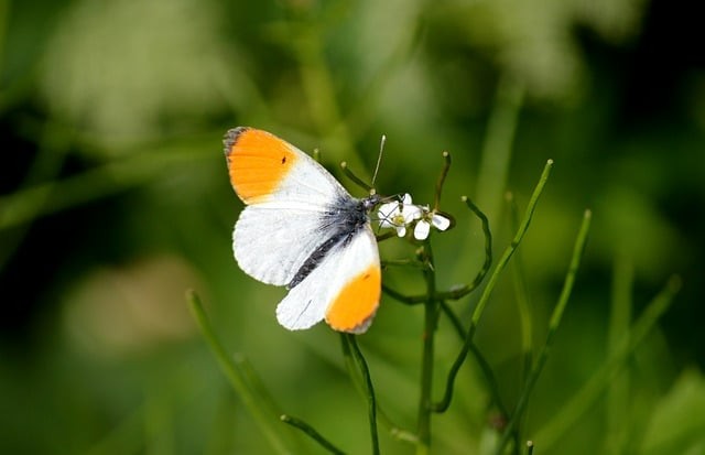 四川单招成都殡葬专业